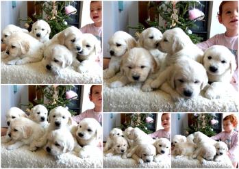 Chiots noel14 1